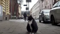 Kucing Besar Jadi Daya Tarik Wisata Utama di Polandia, Dapat Ulasan Bintang Lima (YouTube/wSzczecinie)