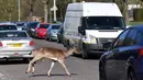 Seekor rusa jenis fallow (Dama dama) melintasi jalan saat Inggris memberlakukan lockdwon di Harold Hill, London, 4 April 2020. Kawanan rusa yang diyakini berasal dari Taman Dagnam itu kini berada di dekat area perumahan yang sepi karena warga membatasi aktivitas di luar rumah. (Ben STANSALL/AFP)