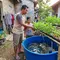 Cara Menanam Kangkung dengan Sistem Aquaponik Sederhana Bersama Ikan Lele di Rumah