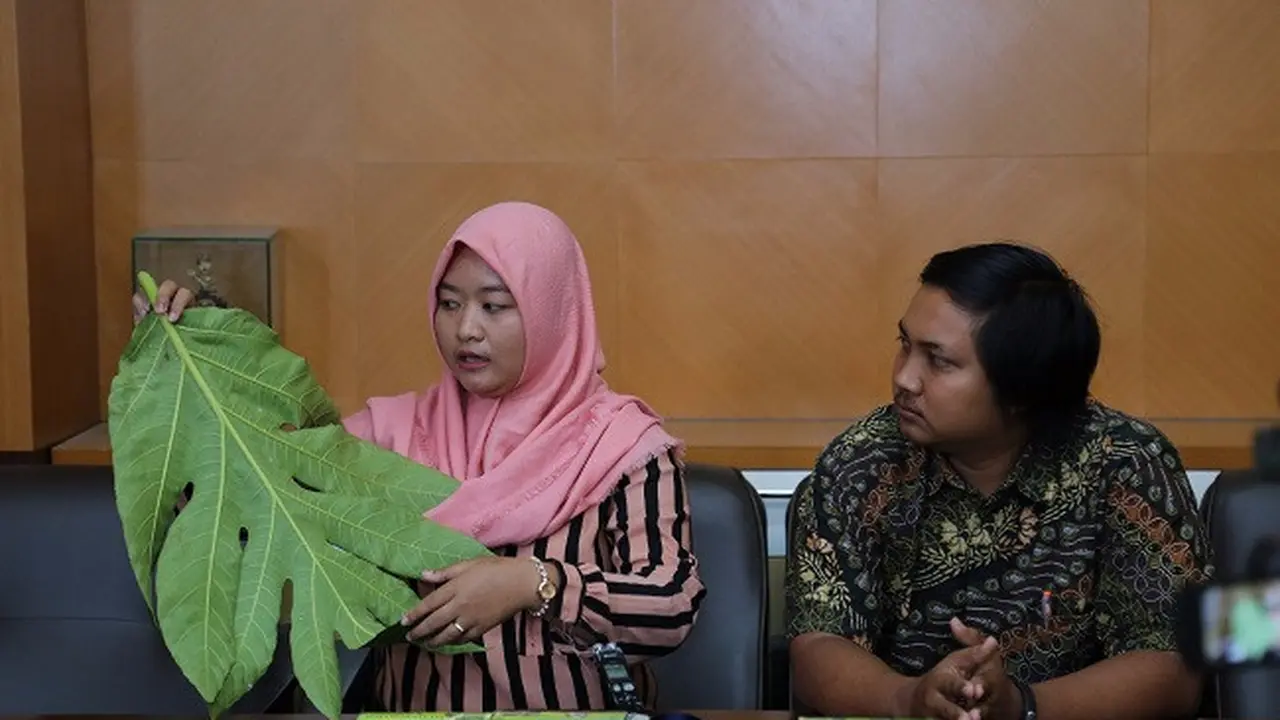 Teh daun sukun