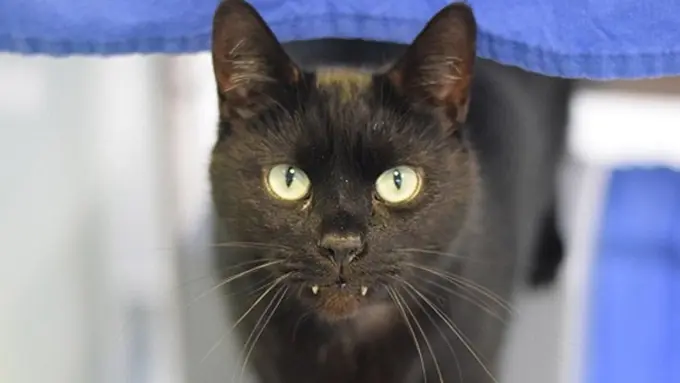 Foto: copyright dailymail.co.uk