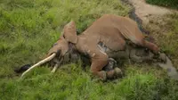 Jasad Satao II, Gajah Afrika bergading raksasa yang diduga tewas akibat perburuan (Tsavo Trust)