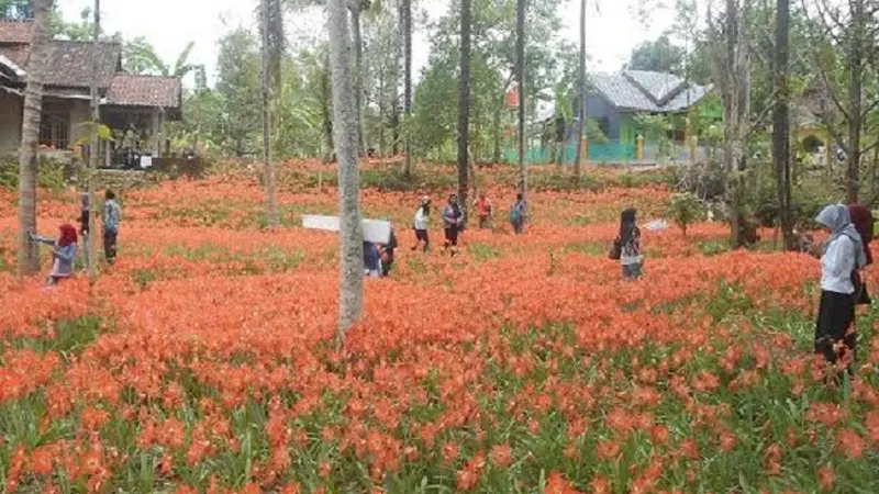 20151127-Kebun Bunga Amarilis-Sukadi-Gunungkidul-Yogyakarta