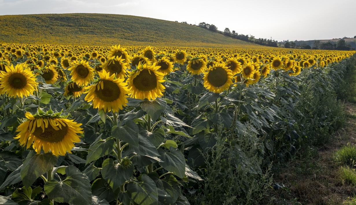 Foto Indahnya Bunga Matahari Bermekaran Saat Suhu Panas Di Prancis Global Liputan6 Com