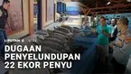 Dugaan penyelundupan penyu di perairan Pulau Serangan, Denpasar, Bali, digagalkan. Sebanyak 22 ekor penyu hijau ditemukan.