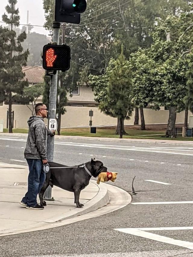 8 Momen Nyeleneh Orang Ajak Anjing Jalan-Jalan Ini Aksinya Kocak