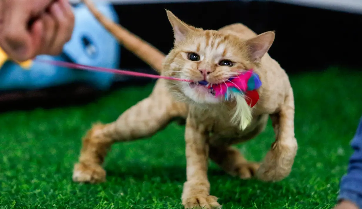 Seekor kucing menginap di sebuah hotel khusus kucing di Basra, Irak, 28 Maret 2018. Keberadaan hotel khusus kucingpertama di Irak  ini menjadi surga bagi para pecinta kucing di kota Basra.  (HAIDAR MOHAMMED ALI/AFP)