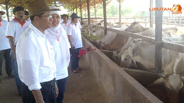dahlan-sapi130121b.jpg
