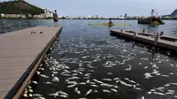 Ribuan ikan mengambang mati di arena latihan atlet dayung Laguna Rodrigo de Freitas, Rio de Janeiro, Brasil, Senin (13/4/2015). Ikan-ikan ini  mati akibat air laut dingin yang masuk ke Laguna. (REUTERS/Ricardo Moraes)