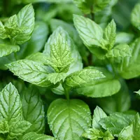 Ilustrasi daun peppermint, (dok. Pixabay.com/manfredrichter)