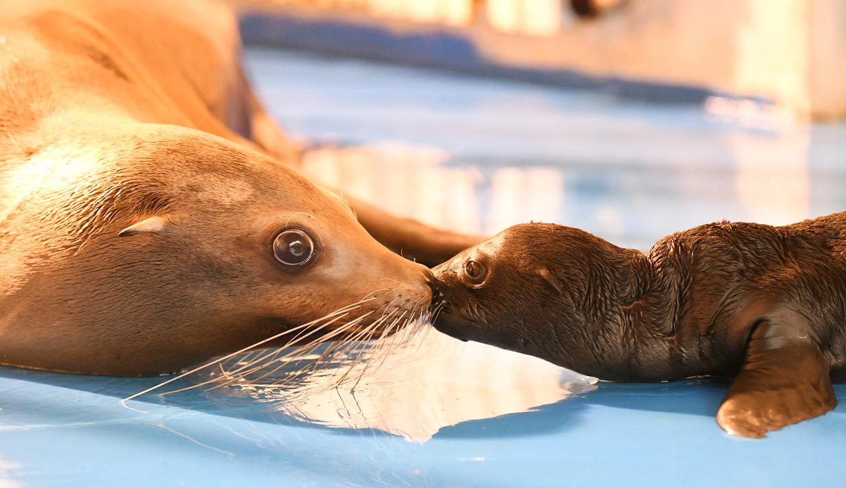 FOTO: Harbin Polarland Sambut Kelahiran Bayi Singa Laut ...