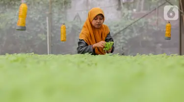 Karyawan menata sayur hidroponik jenis bayam di Serua Farm, Bojongsari, Depok, Jawa Barat, Jumat (26/6/2020). Kebun sayur yang berdiri di atas lahan seluas 1200 meter persegi dengan 25.000 lubang tanam menyediakan sayuran hidroponik bebas pestisida. (Liputan6.com/Fery Pradolo)