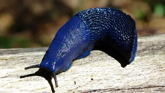 Hewan Unik Berwarna Biru Paling Indah