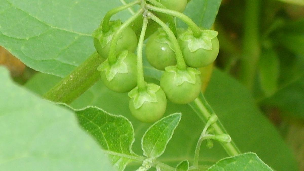 6 Cara Mengolah Leunca agar Tidak Terlalu Getir, Teknik Sederhana Hasilkan Sajian Sempurna