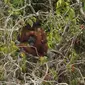 Seekor induk Orangutan bersama anaknya mengikuti pra peliaran yang dibuat oleh Program Reintroduksi Orangutan Kalimantan Timur, di Pulau Kaja, Nyaru Menteng, Palangkaraya, Kalteng. (Antara)