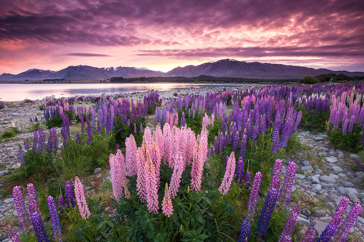 Akaroa, Menikmati Nuansa Perancis di Daratan Selandia Baru