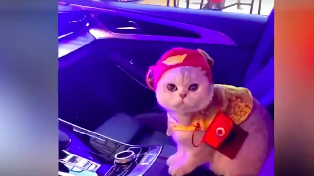 Potret Gemas Mao Mao, Model Kucing yang Dapat Upah Hingga Rp 22 Juta Sekali Tampil. (Sumber: Odditycentral)