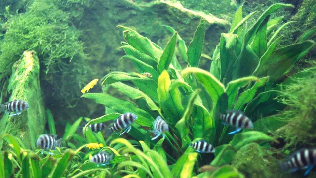 Amazon Sword