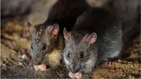 Tikus Jadi 'Tersangka' Hilangnya Alkohol Sitaan di Kantor Polisi 