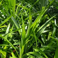 Daun Pandan (Credit: Muhammad Gunawansyah in Vecteezy)