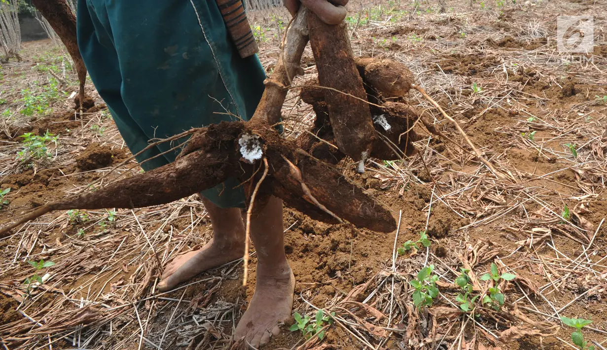 Petani memanen singkong di kawasan Gunung Geulis, Bogor, Kamis (22/8/2019). Petani singkong mengeluhkan harga singkong sebagai bahan tapioka turun drastis di musim kemarau dari Rp 120 ribu/ pikul (70kg) menjadi Rp 60 ribu/pikul diduga akibat singkong yang melimpah. (merdeka.com/Arie Basuki)