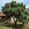 Kelengkeng, salah satu pohon buah yang tahan angin untuk rumah pinggir sawah. [Gemini AI]