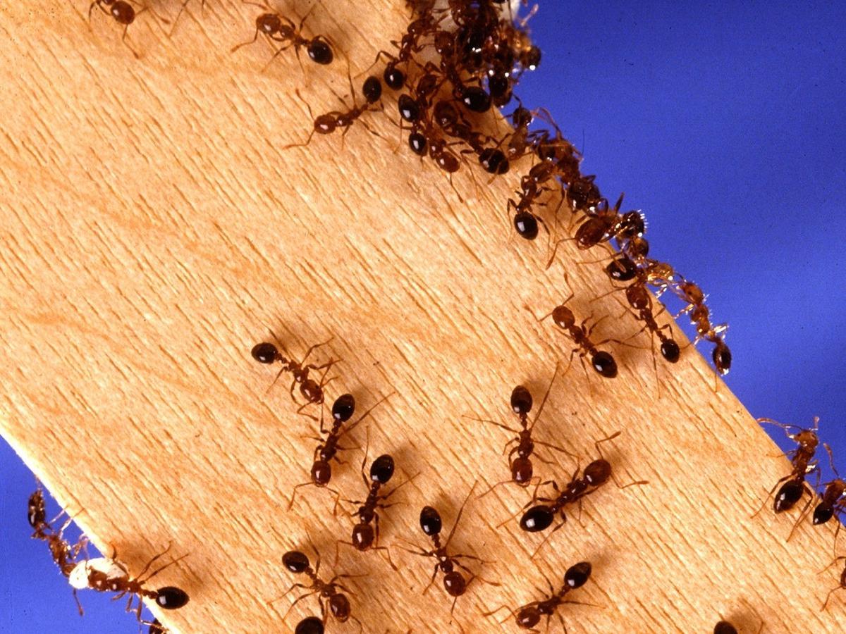 Cara mengusir semut agar tidak datang lagi