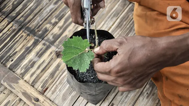  Petugas PPSU Pondok Kopi Sulap Tempat Pembuangan Sampah Jadi Kebun Anggur