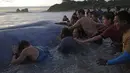Menjelang sore hari, Paus sepanjang 18 meter itu berhasil dibawa ke laut, Pantai Popoyo, Nicaragua, Jumat (14/11/2014) (AFP Photo/Inti Ocon)