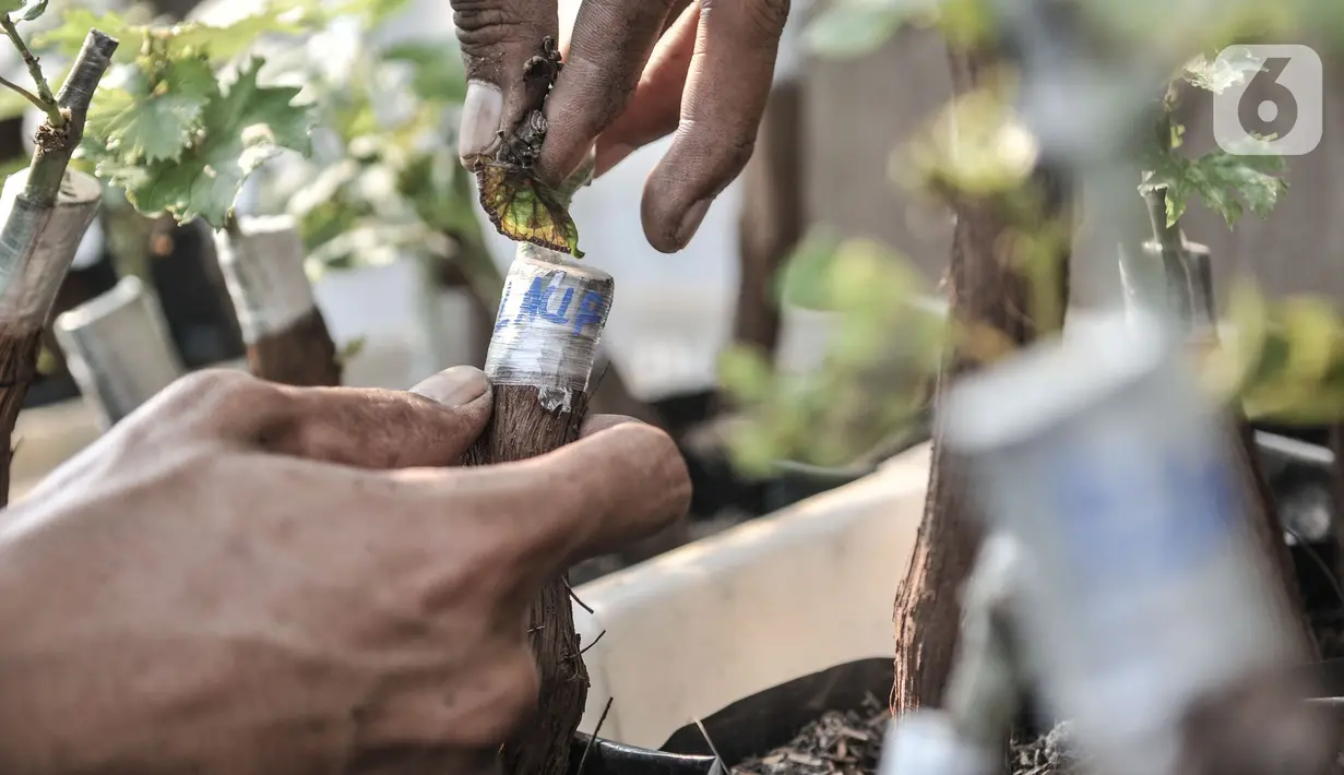 Yatno menyelesaikan proses penyemaian bibit anggur dengan cara okulasi di Kebun Imut Si Nakal, Kelurahan Malaka Sari, Kecamatan Duren Sawit, Jakarta, Minggu (7/3/2021). Kebun budi daya bibit anggur dinamai Kebun Imut Sinakal (Sigap Niat dan Berakal). (merdeka.com/Iqbal S. Nugroho)