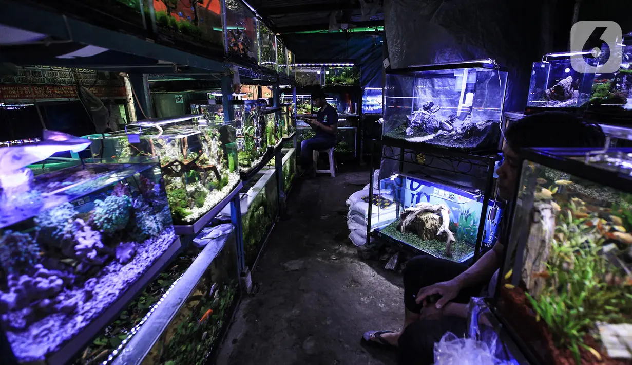 Suasana sepi pasar penjualan ikan hias di kawasan Sumenep, Menteng, Jakarta, Selasa (8/12/2020). BPS mencatat ekspor ikan hias Indonesia pada kuartal I 2020 anjlok 24,7 persen atau hanya US$6,41 juta yang membuat pedagang tetap bertahan di tengah hantaman pandemi COVID-19. (merdeka.com/Imam Buhori)