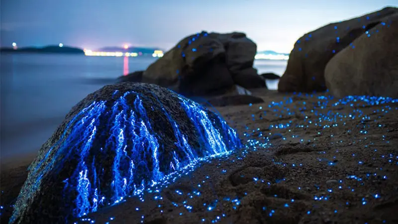 Wisata Unik di Jepang Viral, Batu di Tepi Pantai Bisa Menangis
