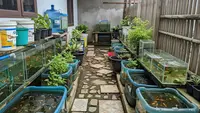 10 Jenis Ternak yang Bisa Ditinggal Kerja 8 Jam, Perawatan dan Modal Terjangkau