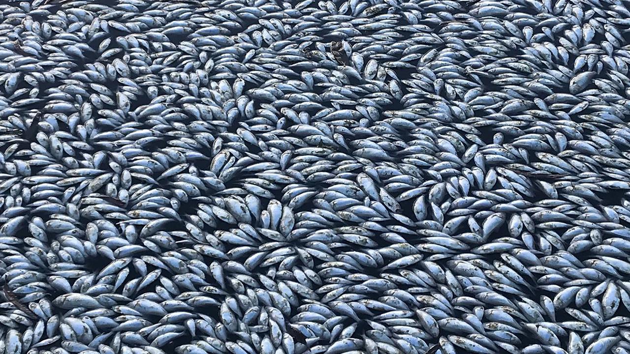 Ikan Mati di Australia