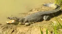 Penampakan buaya Lukulo pada dasarian kedua November 2018 di Rantewringin, Buluspesantren, Kebumen. (Foto: Liputan6.com/Mulyadi untuk Muhamad Ridlo).