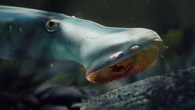 Lamprey Kuno.