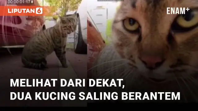 Dua ekor kucing hendak berantem mengundang perhatian