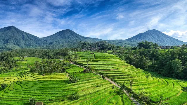 BRIN: Subak Bali jadi Contoh Global Pertanian Berkelanjutan