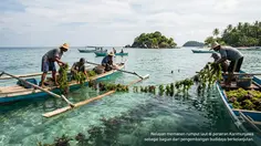 KKP Kucurkan Rp 9 Miliar untuk Budidaya Rumput Laut Karimunjawa