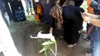 Kisah Kesetiaan Kucing yang Tak Mau Tinggalkan Makam Tuannya