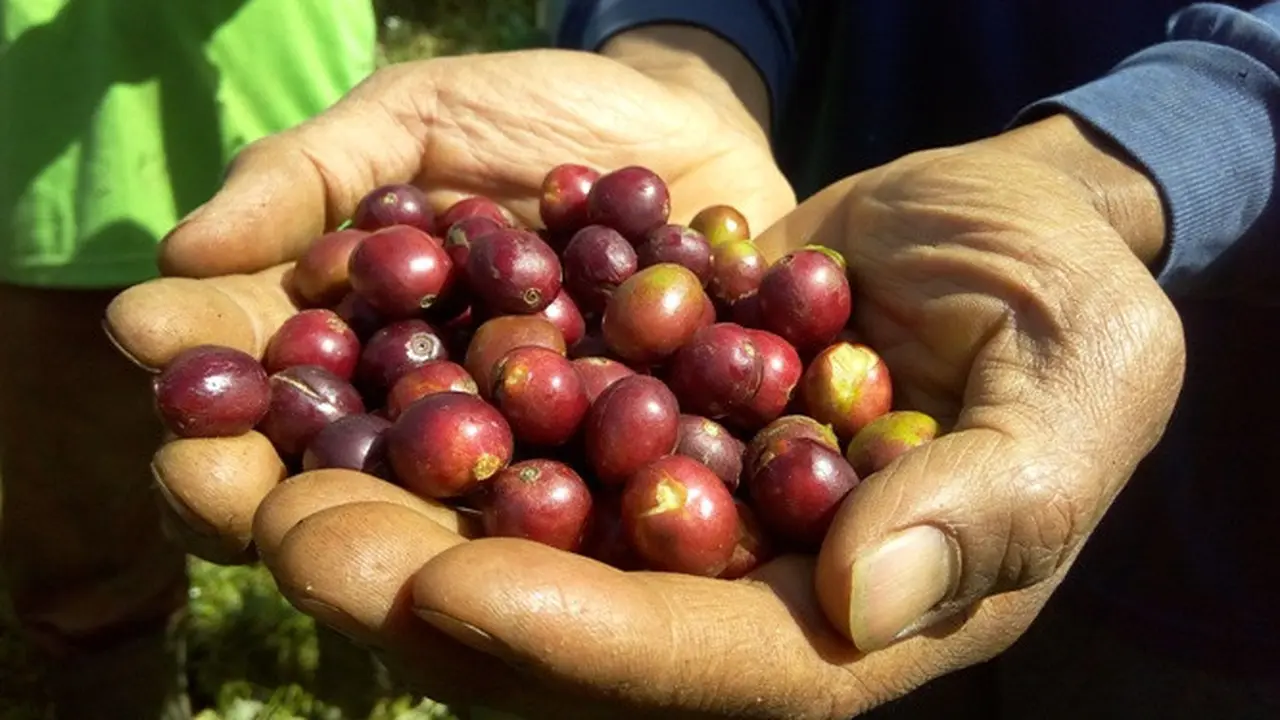 Kopi Robusta Gunung Malang, Lereng Gunung Slamet, Purbalingga. (Foto: Liputan6.com/Rudal Afgani Dirgantara)