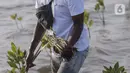 Bakau yang ditanam di Pantai Tiris ini merupakan jenis Rhizophora Mucronate. (Liputan6.com/Angga Yuniar)