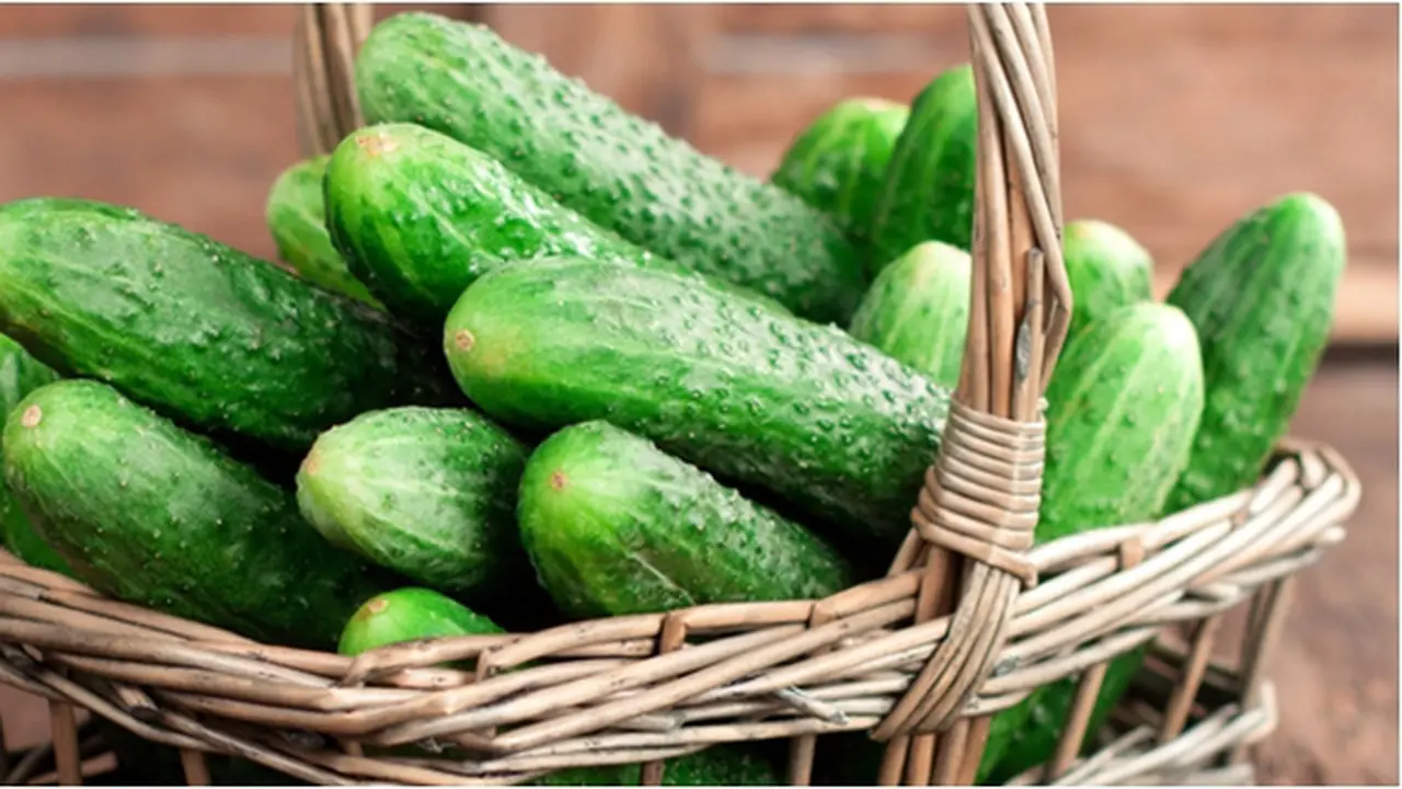 copyright by shutterstock.com