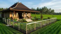 Rumah Dekat Sawah, Bagaimana Agar Aman dari Ular Berbisa? Sebuah Panduan Lengkap