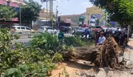 Pohon 15 Meter Tumbang di Semarang, 2 Pemotor Tewas