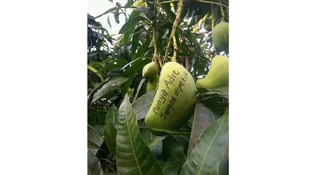 anti maling