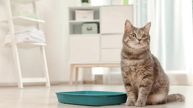 Jangan Ditinggal Lebih dari Sehari