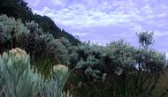 Padang edelweis di alun-alun Surya Kencana, Gunung Gede.