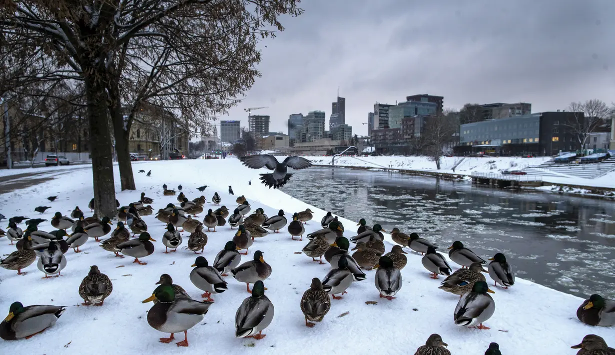 Bebek liar duduk di tepi sungai Neris yang tertutup salju di Vilnius, Lituania, Kamis, 8 Desember 2022. Salju terus turun di seluruh negeri, saat suhu turun hingga -3 derajat Celcius, 26,6 Fahrenheit. (AP Photo/Mindaugas Kulbis)