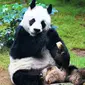 An an si Panda raksasa sedang makan di salah satu atraksi Waterfront Ocean Park Hong Kong (18/5).  Panda raksasa ini menjadi ikon penting bagi Ocean Park, sebagai taman hiburan  yang mempromosikan pelestarian hewan. (Liputan6.com/Ahmad Ibo)